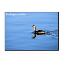 Podiceps cristatus postkarten