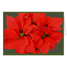 Poinsettia, Grün, Karte