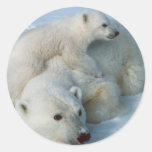 Polar_bear_with_cub Geschenke Runde Sticker