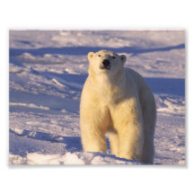 Polar betreffen Sie Hudson Bay in Kanada Kunstphoto