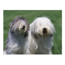 Polnisches Tieflandschäferhund Postkarte