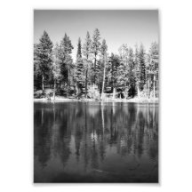 Ponderosa Kiefern-Reflexions-Foto