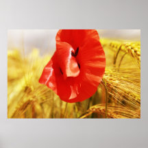 Poppies in the cornfield posterdrucke