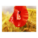 Poppies in the cornfield postkarten