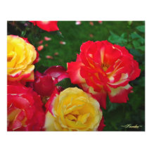 Portland-Rosen-Garten-Fotografie durch Karrilee 20