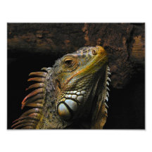 Porträt eines Leguans Foto Druck
