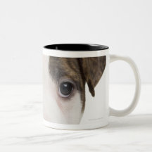 Porträt eines pitbull Welpen Kaffeehaferl