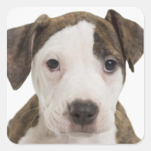 Porträt eines pitbull Welpen Quadratsticker