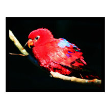 Postcard-Animals-35 Postkarte