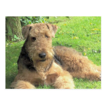 Postkarte Airedales Terrier