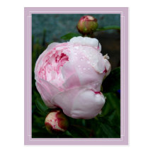 Postkarte B Sarahs Bernhart