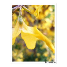 Postkarte - Belbe Blüte