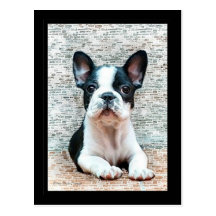 Postkarte der französischen Bulldogge