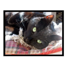 Postkarte "der schwarzen Katze"