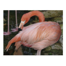 Postkarte des Flamingo-A11