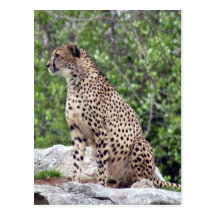 Postkarte des Gepard-4x6