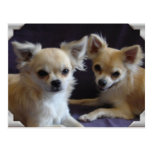 Postkarte Hund HumorChow-Chow