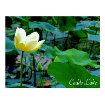 Postkarte - Lily-001