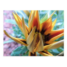 Postkarte - Orange Blume