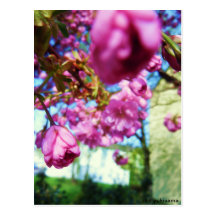 Postkarte - Rosa Blumen