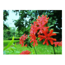 Postkarte - Rote Blume