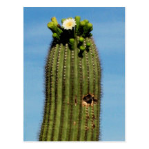 Postkarte Sahuaro Kaktus in der Blüte