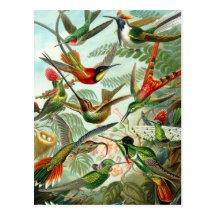Postkarte:  Trochilidae ("Kolibris") durch Haeckel