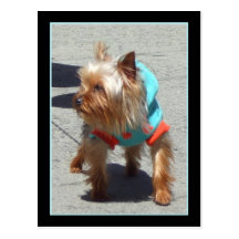 Postkarte Yorkshires Terrier