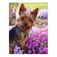 Postkarte Yorkshires Terrier