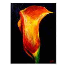 Postkarten der Calla-Lilien-III