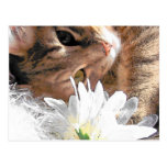 Postkarten-Miezekatze
