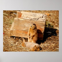 Prarie Hunde Plakatdrucke