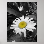 Preis-Sieger-Schwarzes und weißes Gänseblümchen-Pl Plakat