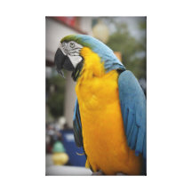 Pretty Bird Gallery Wrapped Canvas