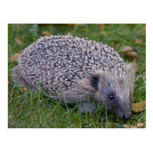 Prickles-Postkarte