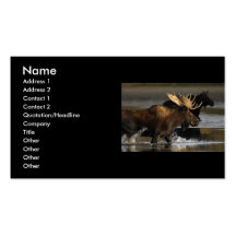 Profil oder Visitenkarte, Elchspritzen