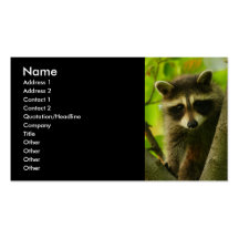 Profil oder Visitenkarte, Waschbär