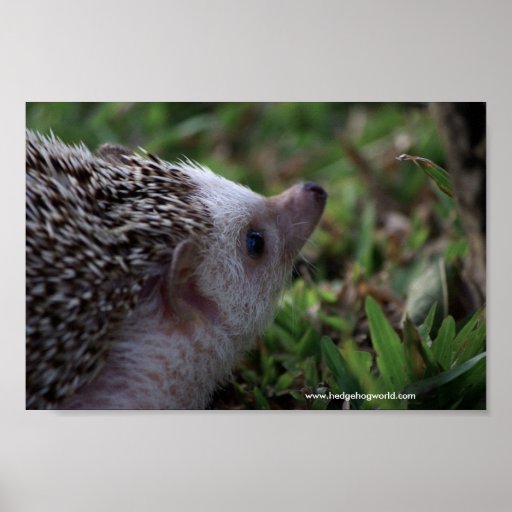 Profilplakat
