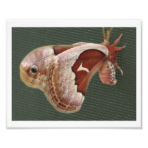 Promerthera Motte Foto Drucke