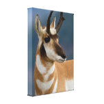 Pronghorn Porträt Galerie Falt Leinwand