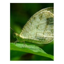 Psyche Leptosia Nina Schmetterling Postkarten