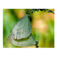 Psyche Leptosia Nina Schmetterlings-Anschluss Postkarten