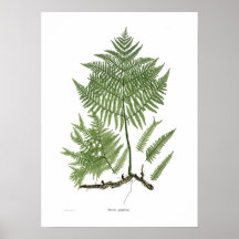 Pteridium aquilinum posterdruck