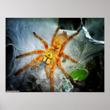 Pterinochilus murinus posters