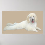 Pudel-weißer schöner Druck Plakatdruck