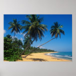 Puerto Rico, Isla Verde, Palmen Posterdrucke