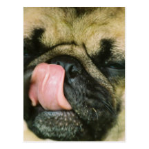 Pugalicious Postkarte