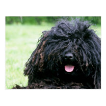 Puli Hundepostkarte