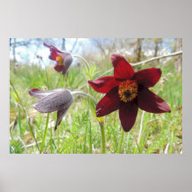 „Pulsierende Anemone „postieren Posterdrucke