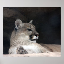 Puma-Berglöwe-Porträt-Nahaufnahme Plakatdrucke